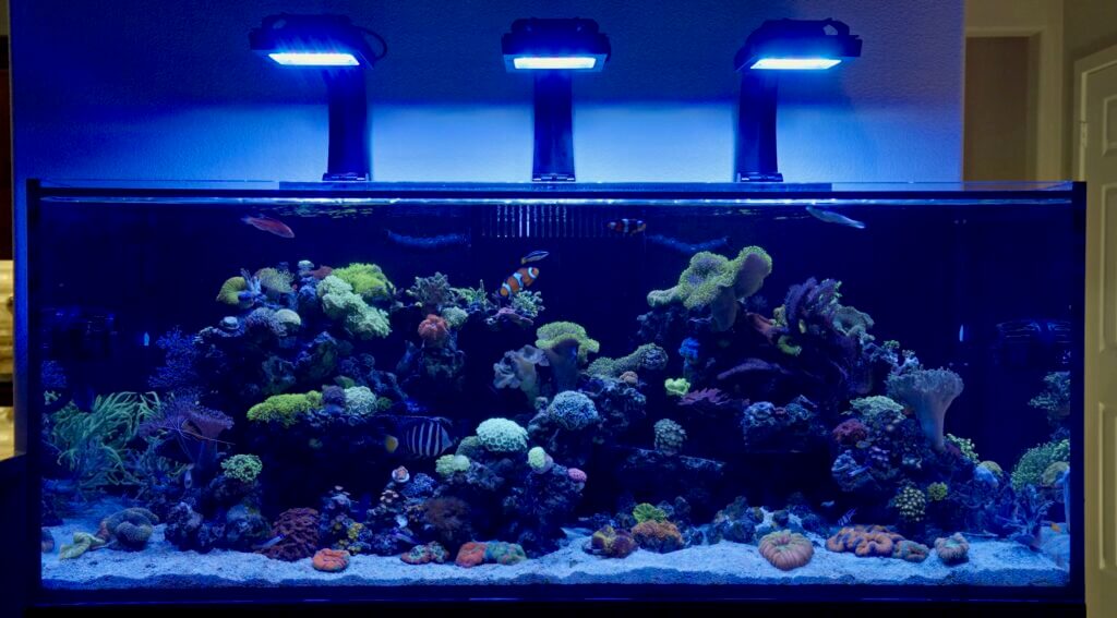 Le Corals