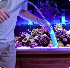 Le Corals