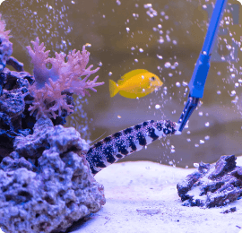 Le Corals